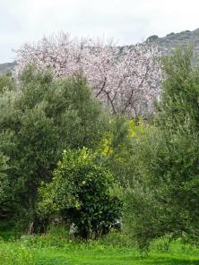 mandelträd grönska kreta olivträd buske